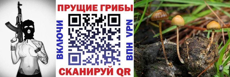 наркота  даркнет официальный сайт  Псилоцибиновые грибы прущие грибы  Буинск 